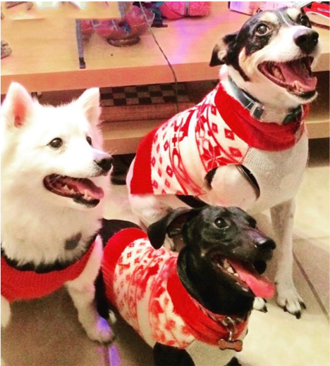 3 dogs in holidy sweaters at the Denver office