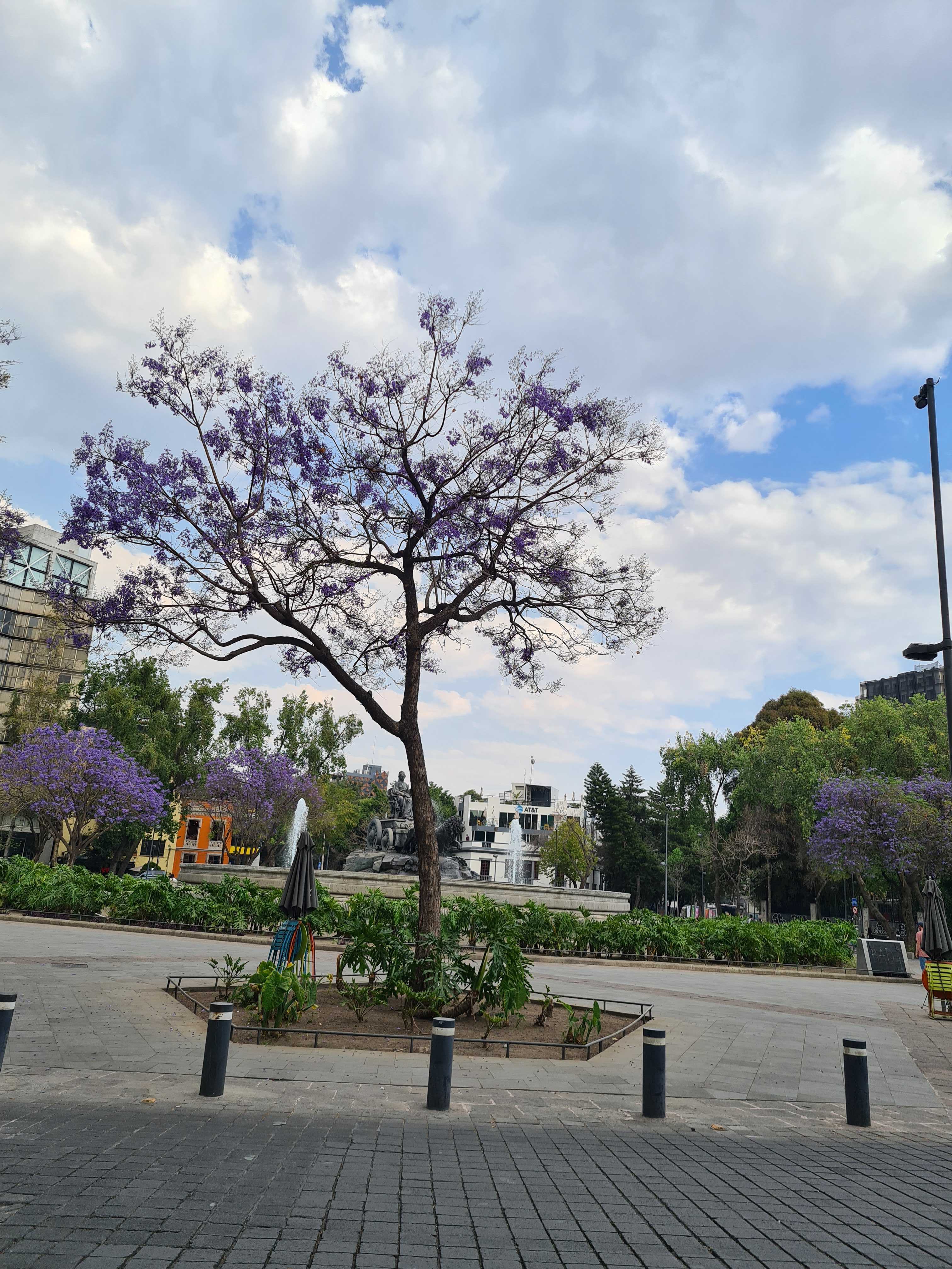 Mexico City tree