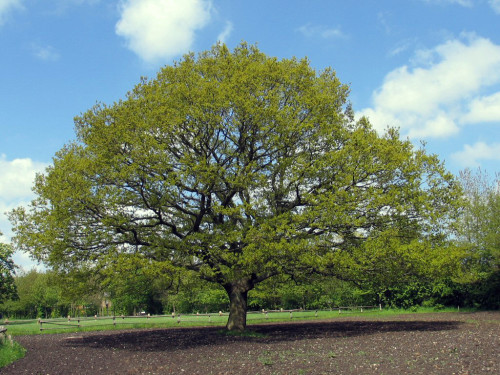 oak-1548402