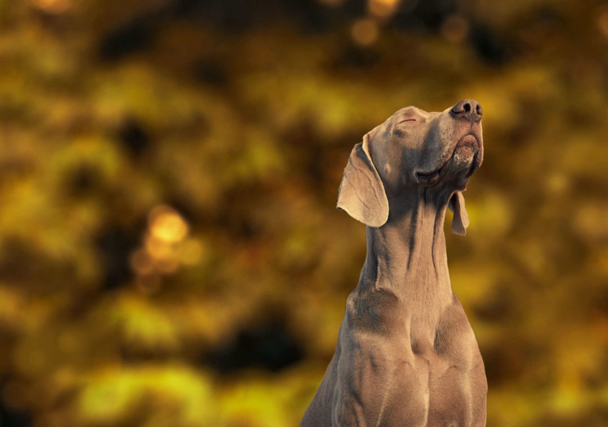 James Wellbeloved dog